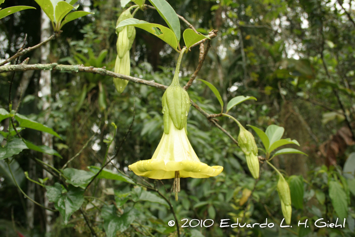 Dyssochroma longipes