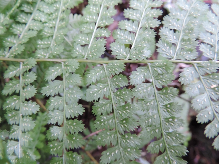 Athyrium dombeyi