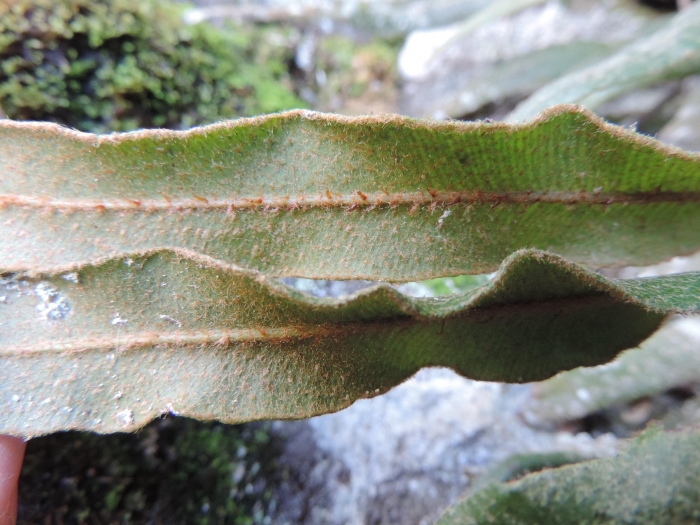 Elaphoglossum dutrae