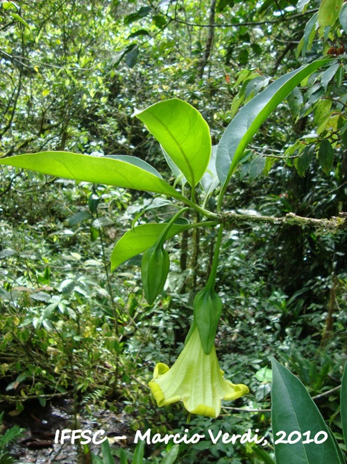 Dyssochroma longipes