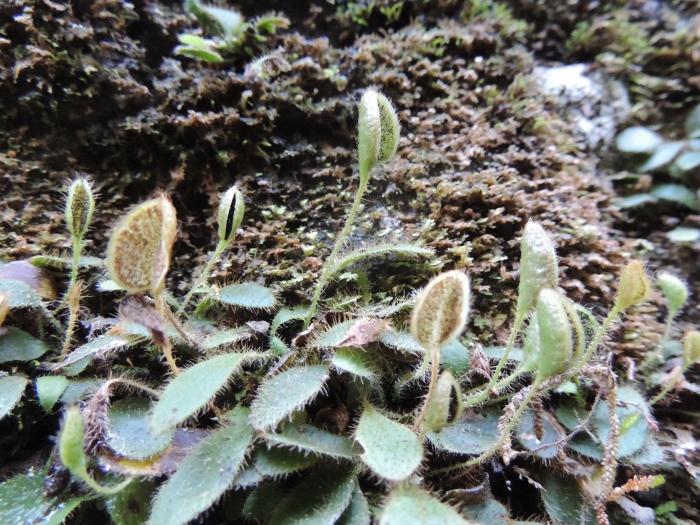 Elaphoglossum montanum