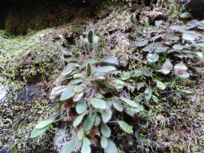 Elaphoglossum montanum