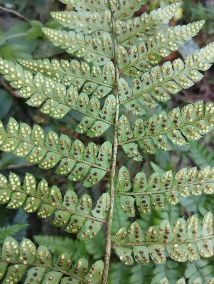 Polystichum platylepis