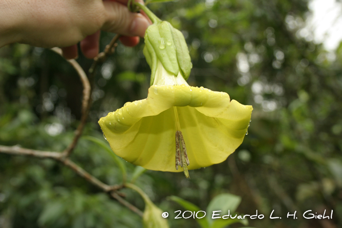 Dyssochroma longipes