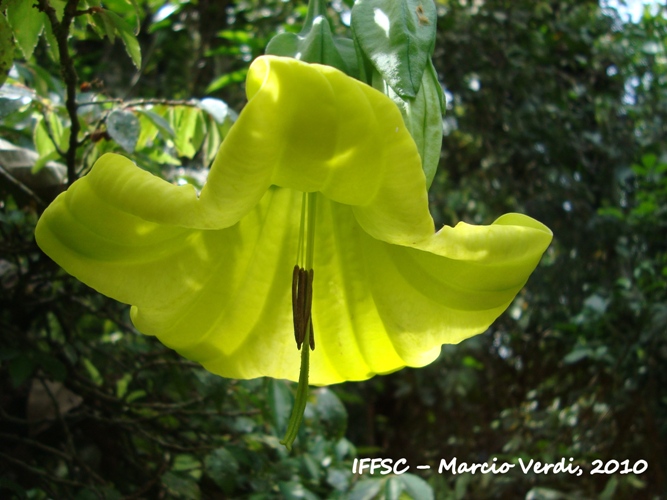 Dyssochroma longipes