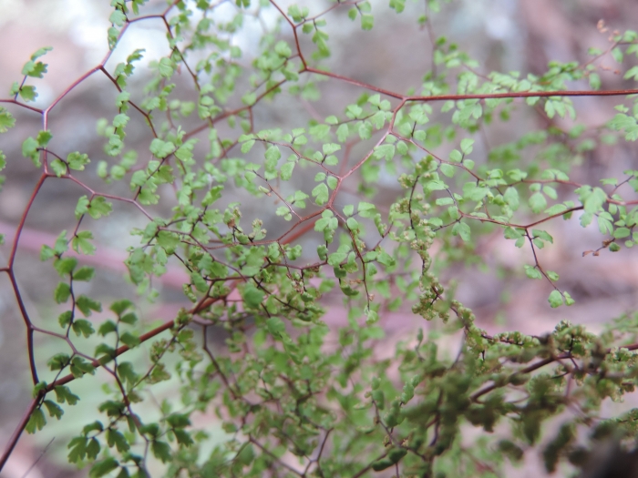 Adiantopsis dichotoma