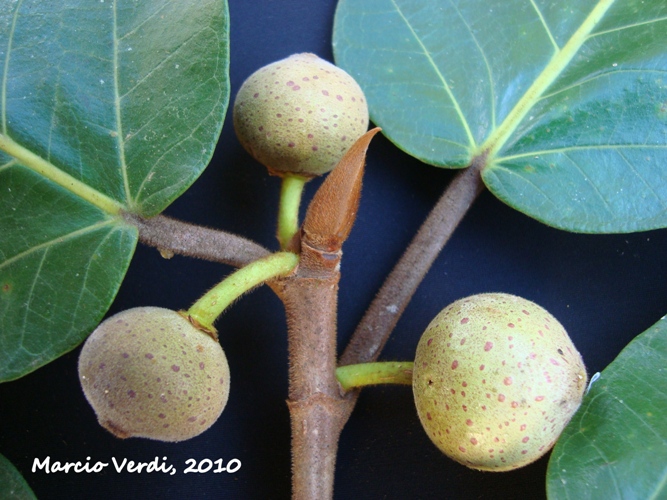 Ficus gomelleira