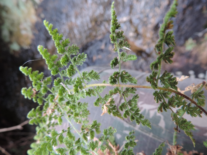 Tryonia myriophylla