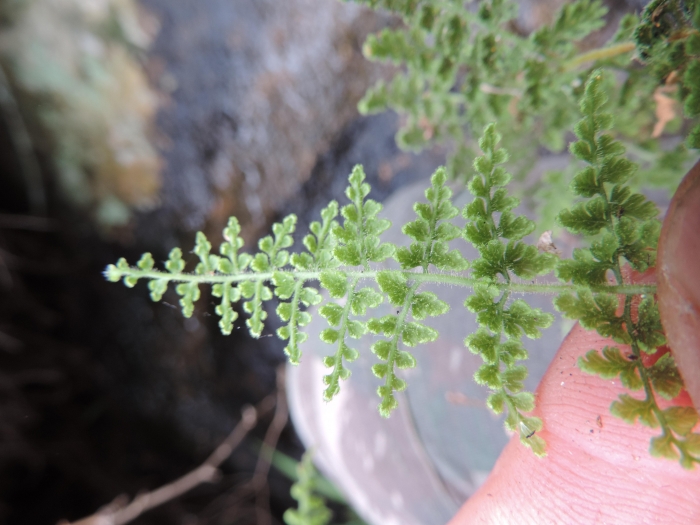 Tryonia myriophylla