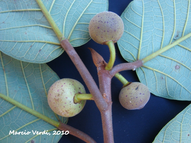 Ficus gomelleira