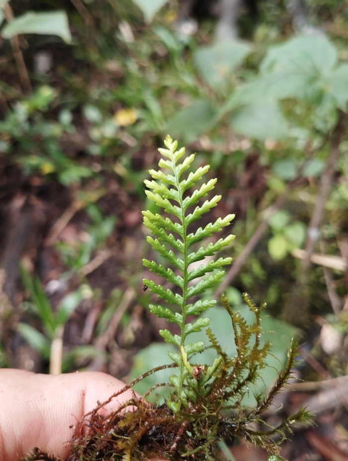 Moranopteris achilleifolia