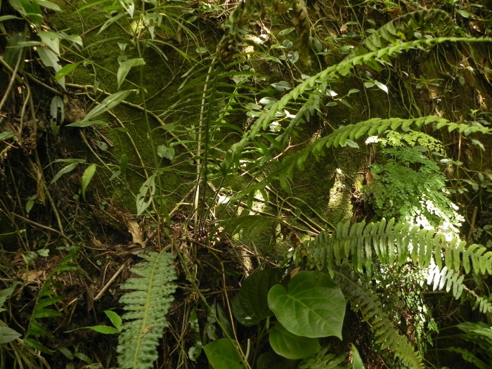 Pecluma chnoophora