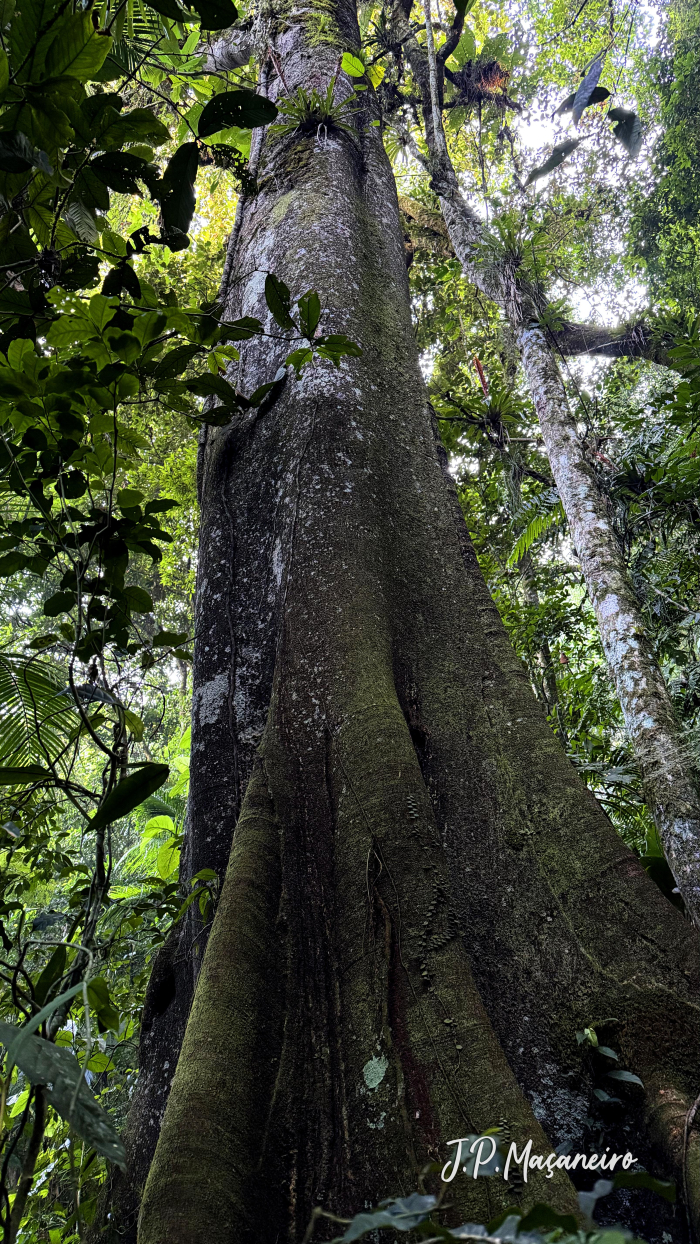 Ficus gomelleira