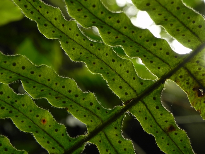 Pecluma chnoophora