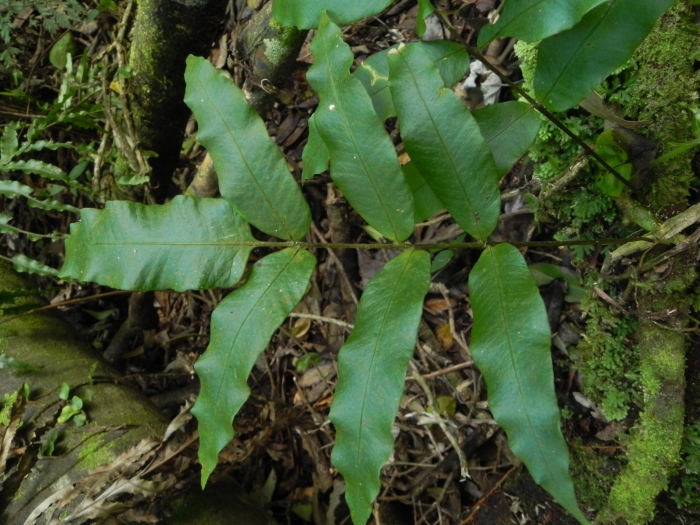 Serpocaulon fraxinifolium