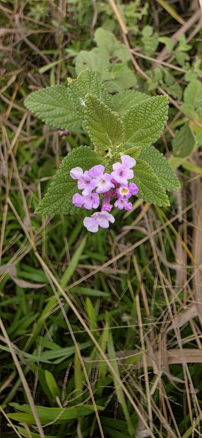 Lantana camara