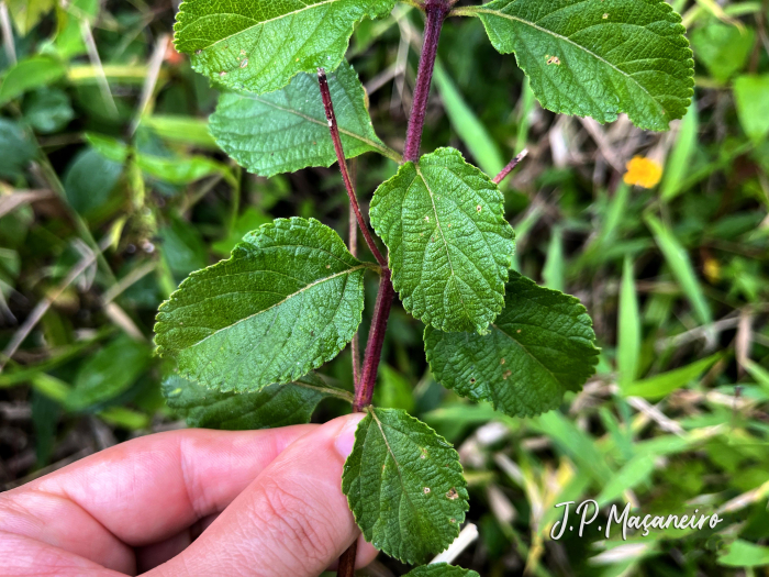 Lantana camara