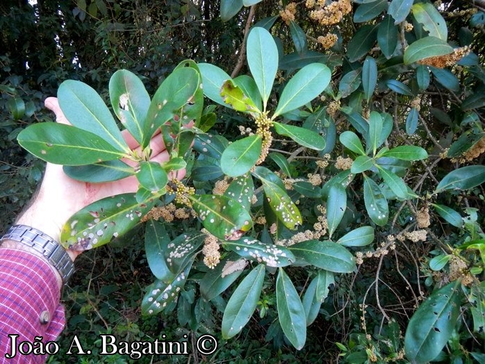 Myrsine umbellata