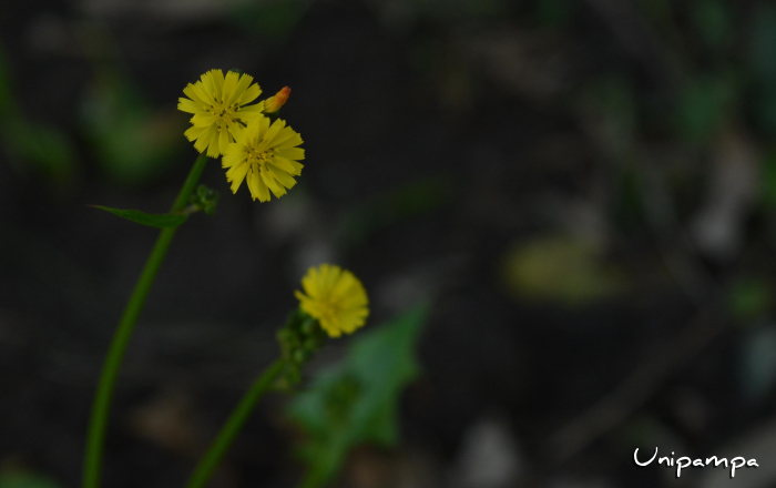 Youngia japonica