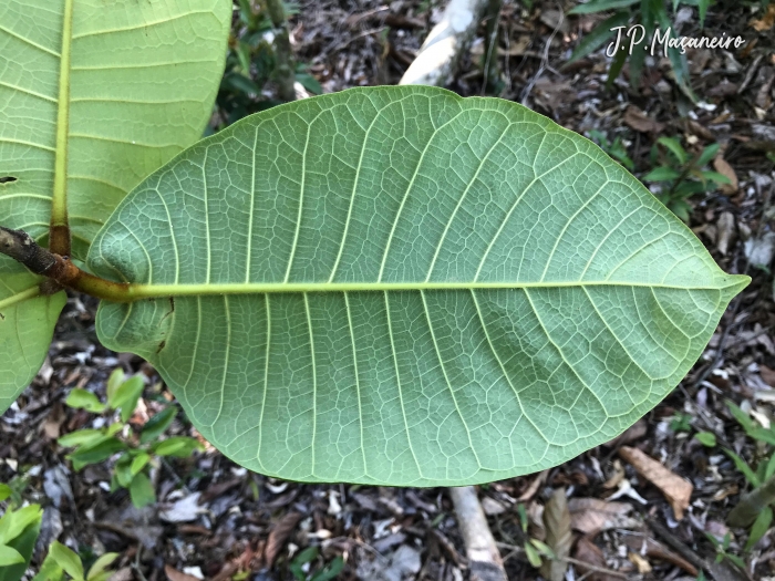 Ficus gomelleira