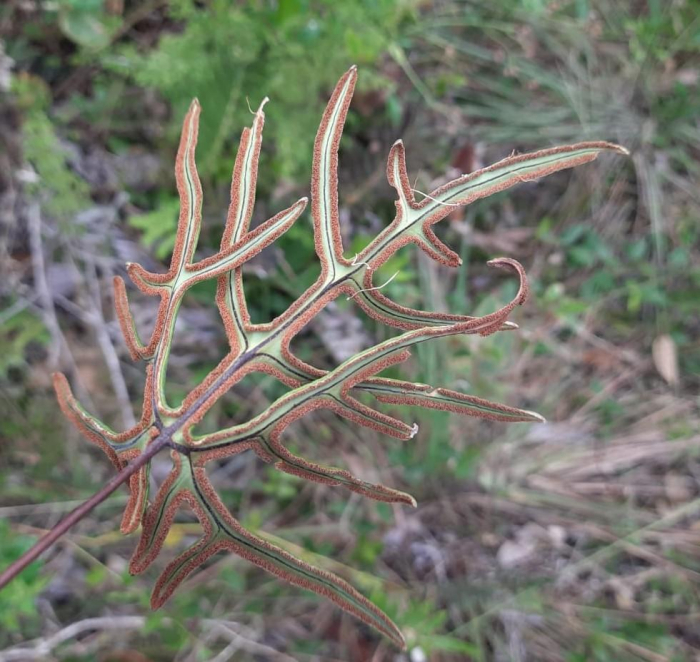 Lytoneuron lomariaceum