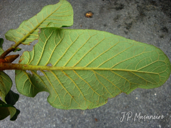 Ficus gomelleira