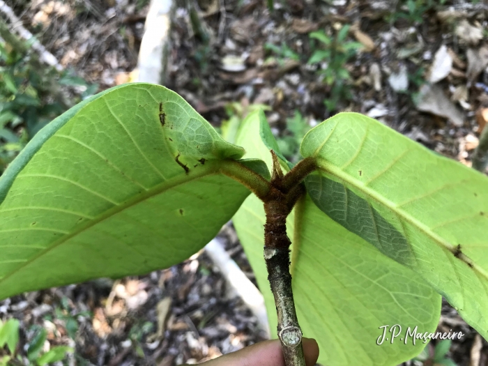 Ficus gomelleira