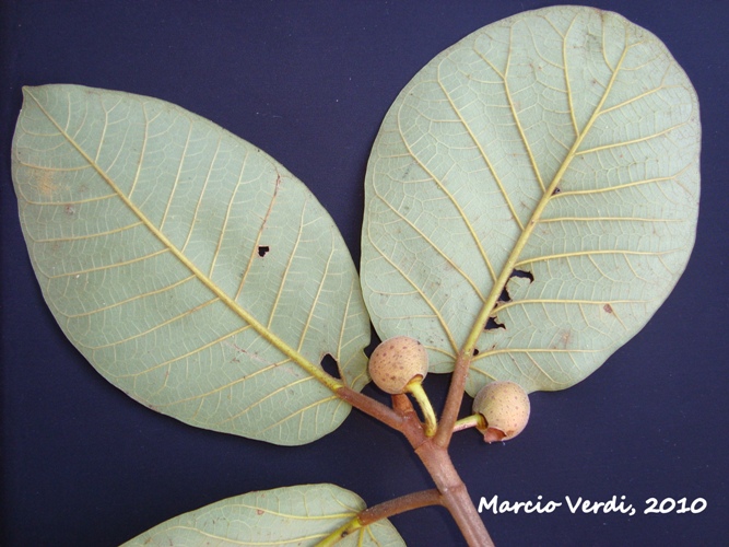 Ficus gomelleira