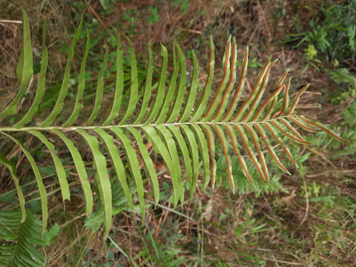 Telmatoblechnum serrulatum