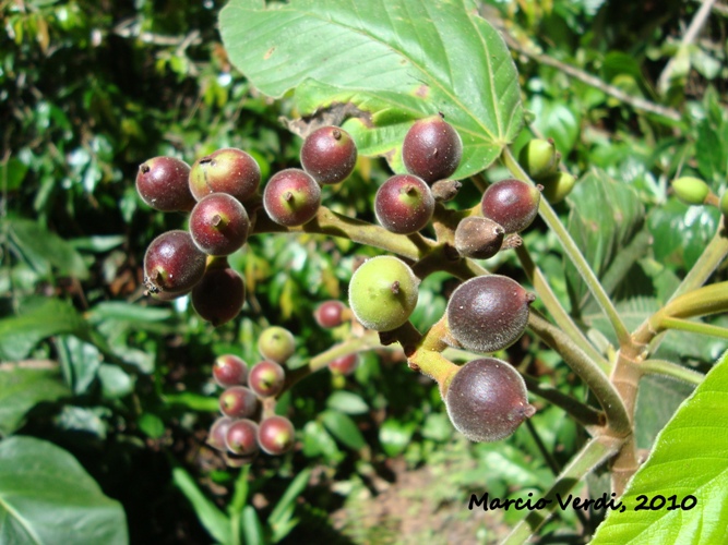 Pourouma guianensis