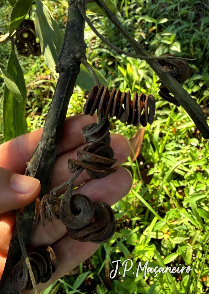 Acacia mangium