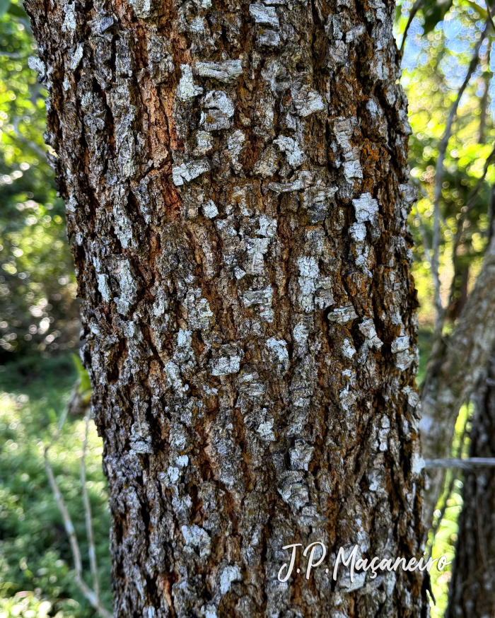 Acacia mangium