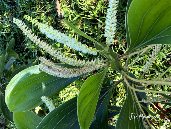 Acacia mangium