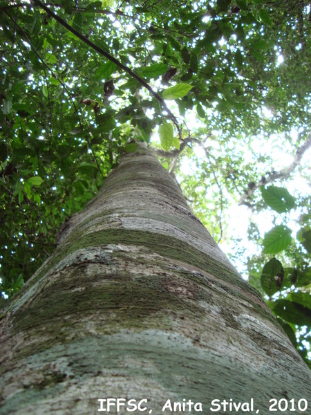 Pourouma guianensis