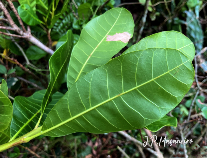 Anacardium occidentale