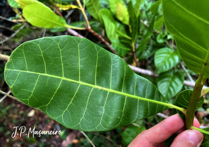 Anacardium occidentale