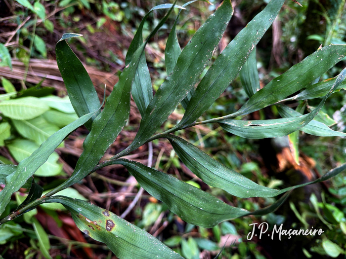 Rhynchospora scalaris