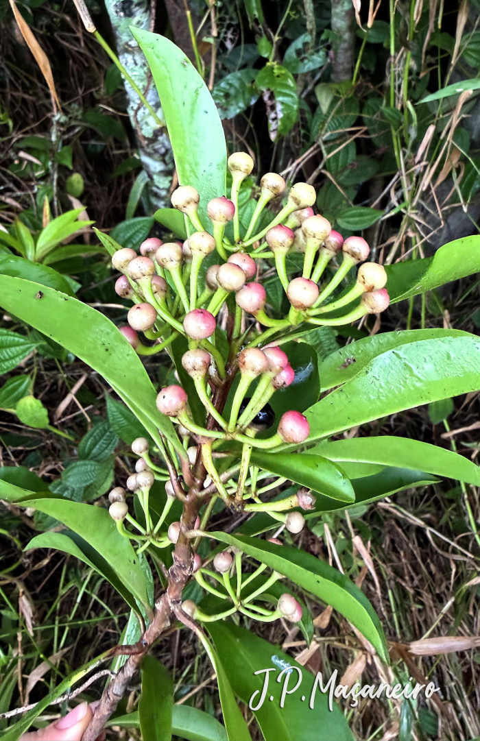 Ardisia elliptica