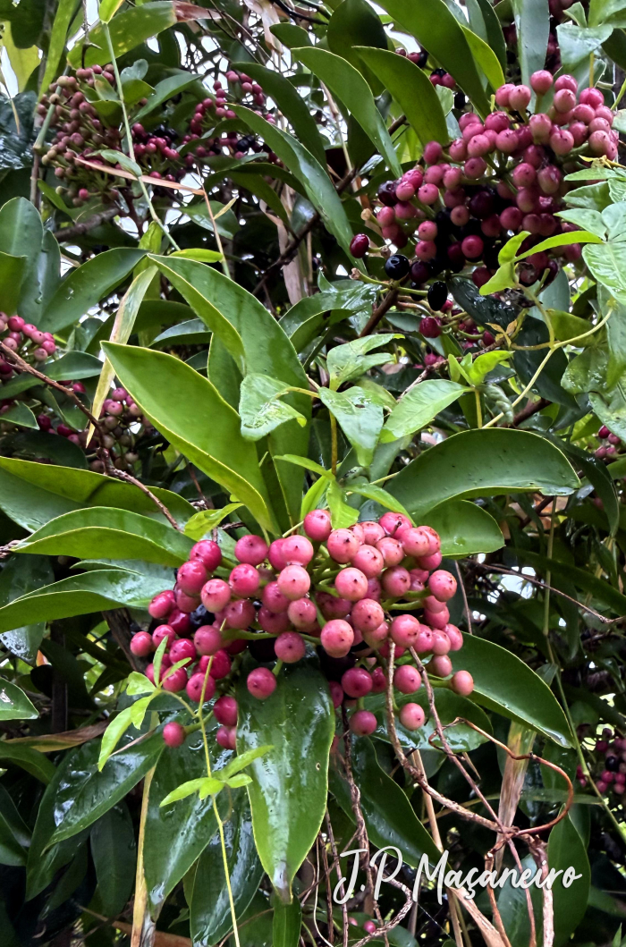 Ardisia elliptica
