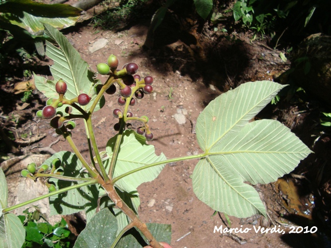 Pourouma guianensis