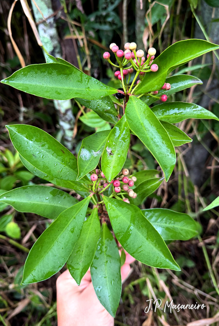 Ardisia elliptica