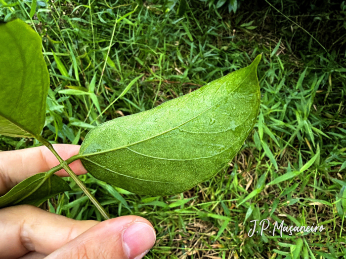 Mucuna sloanei