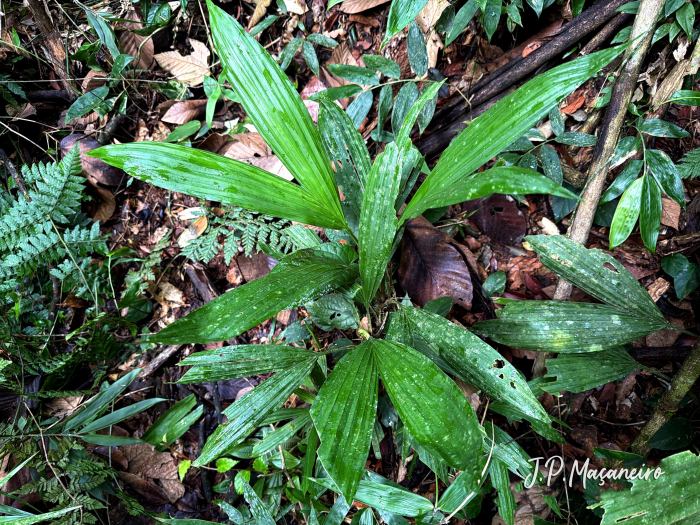 Asplundia brachypus