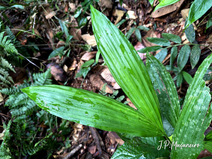 Asplundia brachypus