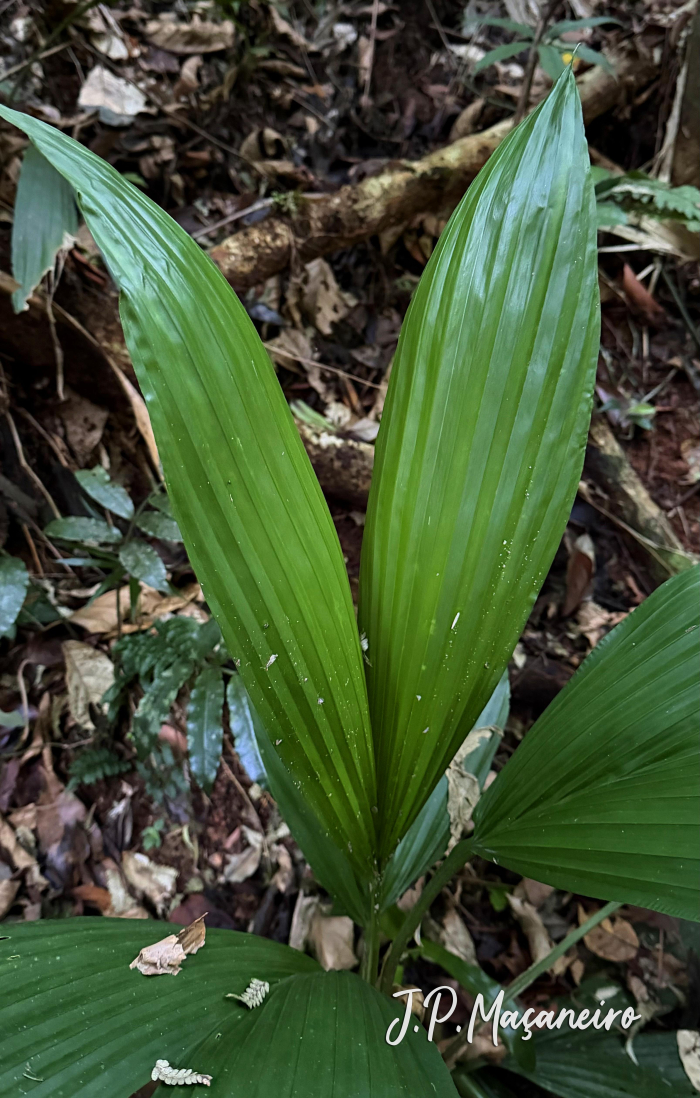 Asplundia brachypus