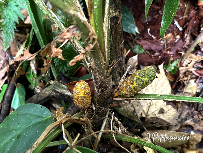 Asplundia brachypus