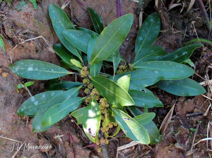 Myrsine umbellata