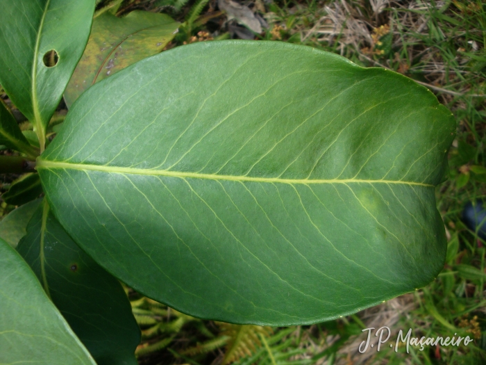 Myrsine umbellata