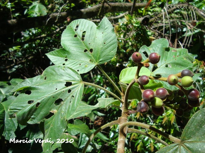 Pourouma guianensis