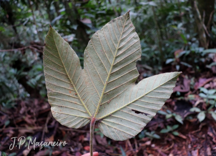 Pourouma guianensis